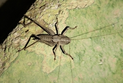 Thyreonotus corsicus