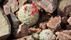 Escobaria tuberculosa varicolor