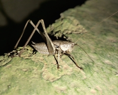 Thyreonotus corsicus