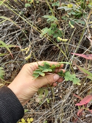 Hedysarum dasycarpum