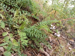 Astragalus alpinus