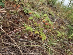 Rubus sachalinensis