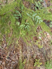 Hedysarum dasycarpum