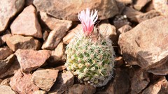 Escobaria tuberculosa varicolor
