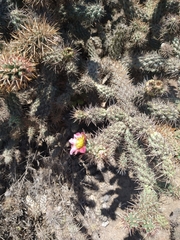 Cylindropuntia prolifera