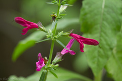 Salvia pentstemonoides