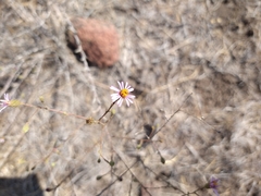 Corethrogyne filaginifolia