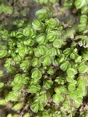 Solenostoma gracillimum