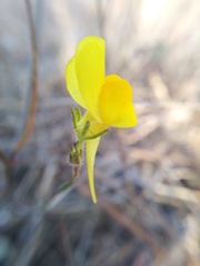 Linaria spartea