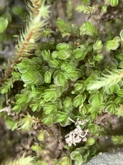 Solenostoma gracillimum