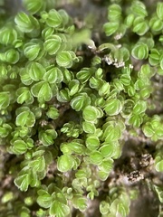 Solenostoma gracillimum