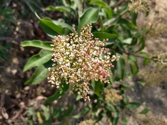 Malosma laurina