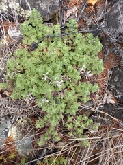 Dracocephalum palmatum