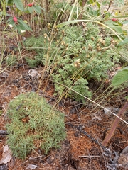 Eremogone tschuktschorum