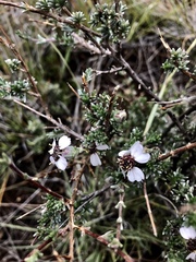 Eriocephalus eximius