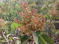 Malosma laurina