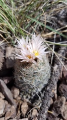 Escobaria tuberculosa varicolor