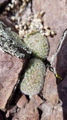 Escobaria tuberculosa varicolor