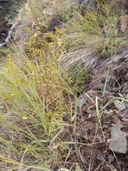 Vicia macrantha