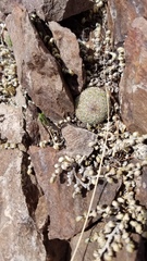 Escobaria tuberculosa varicolor