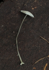 Mycena stylobates