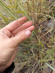 Vicia macrantha