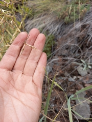 Vicia macrantha