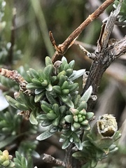 Eriocephalus eximius