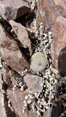 Escobaria tuberculosa varicolor
