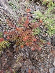 Phedimus middendorffianus