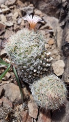 Escobaria tuberculosa varicolor