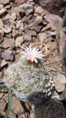 Escobaria tuberculosa varicolor