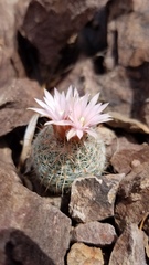 Escobaria tuberculosa varicolor