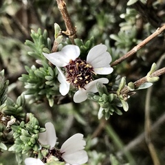 Eriocephalus eximius