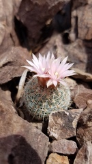 Escobaria tuberculosa varicolor