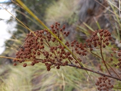 Spiraea media