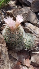 Escobaria tuberculosa varicolor