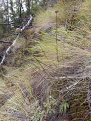 Allium strictum