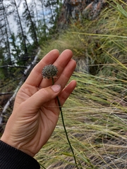 Allium strictum