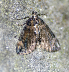 Dysstroma sikkimensis