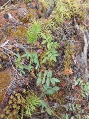 Hedysarum dasycarpum