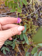 Hedysarum dasycarpum