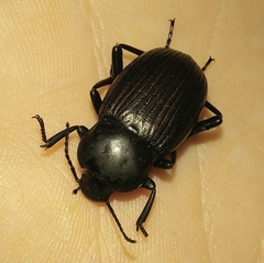Melaneleodes