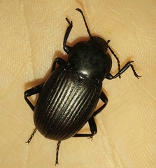 Melaneleodes