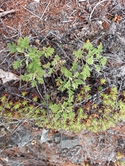 Artemisia tanacetifolia