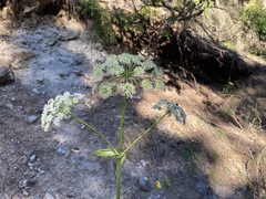 Angelica genuflexa