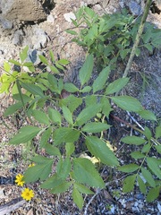 Angelica genuflexa