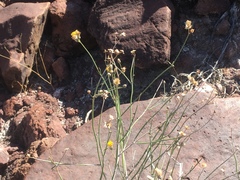 Bebbia juncea juncea