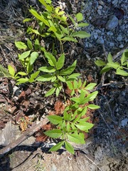 Angelica genuflexa