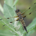 Four-spotted Skimmer - Photo (c) Cameron Eckert, some rights reserved (CC BY-NC), uploaded by Cameron Eckert